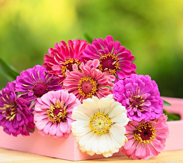 Цветы для сестры на день рождения