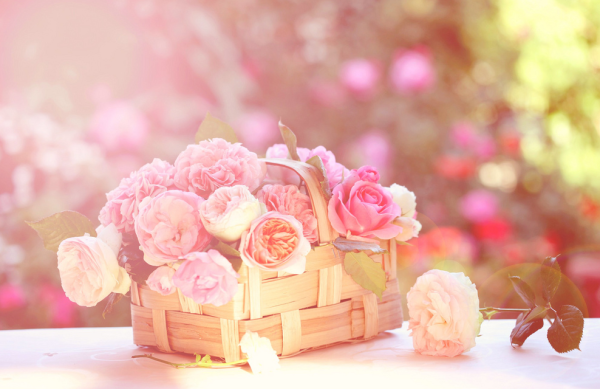 С днем рождения милые животные