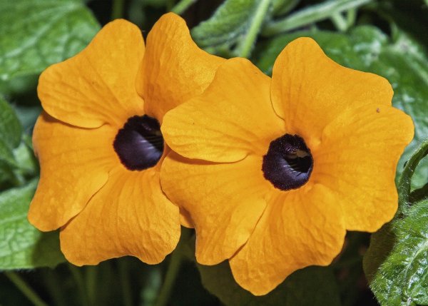 Тунбергия Лиана