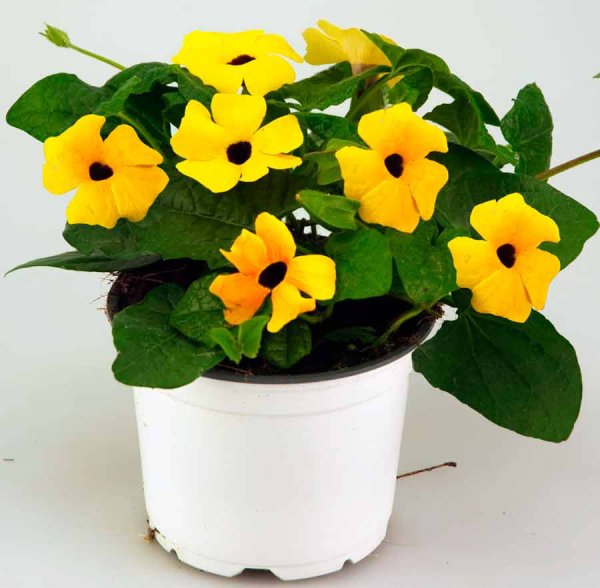 Тунбергия Крылатая