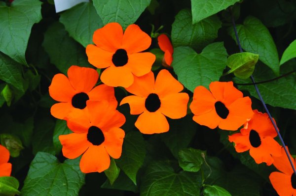 Тунбергия Сьюзи оранж