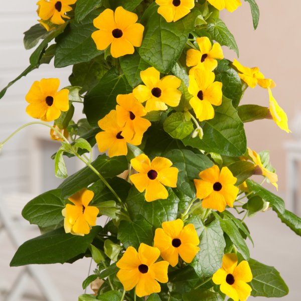 Лиана тунбергия Крылатая