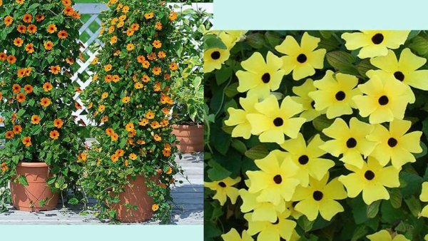 Лиана тунбергия Крылатая семена