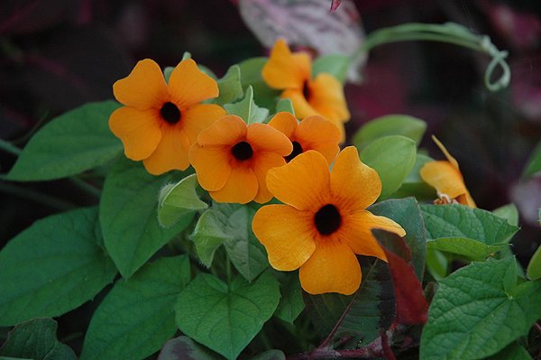 Лиана тунбергия Крылатая