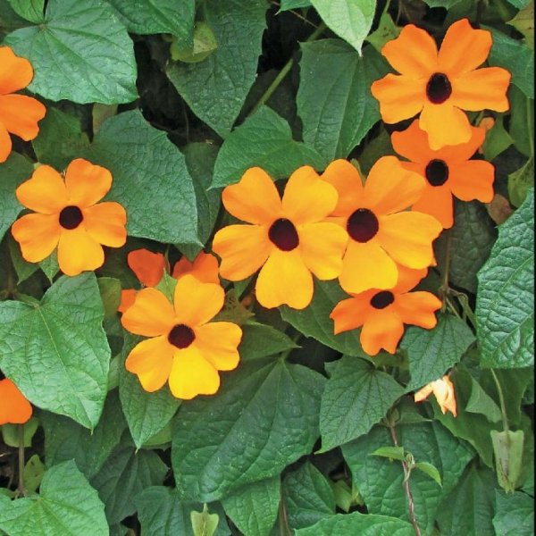 Тунбергия Сьюзи оранж