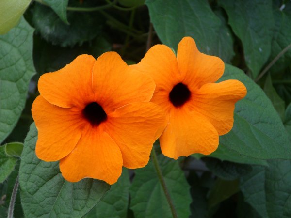 Тунбергия Баттискомба