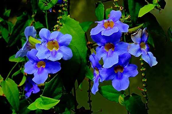 Тунбергия Лиана