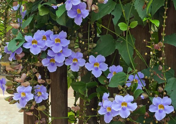 Тунбергия биколор