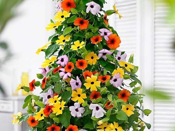 Тунбергия Сьюзи