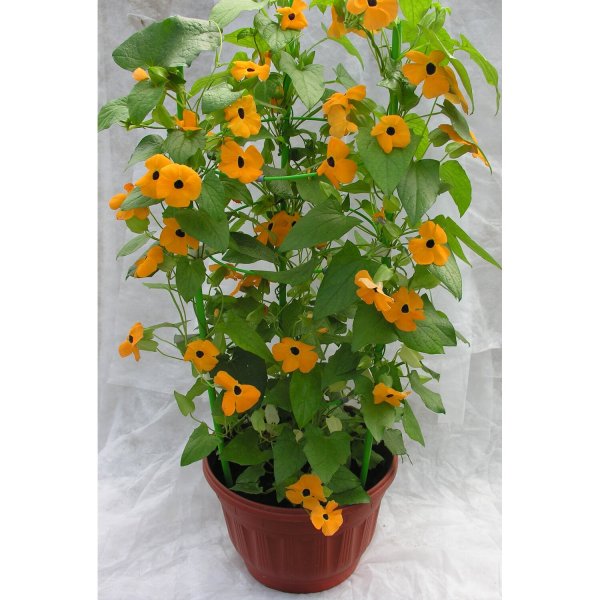 Тунбергия Сьюзи Крылатая