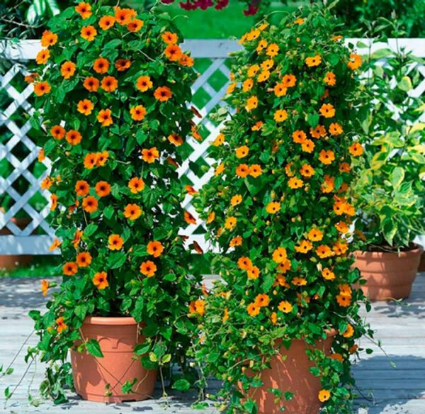 Тунбергия Сьюзи оранж