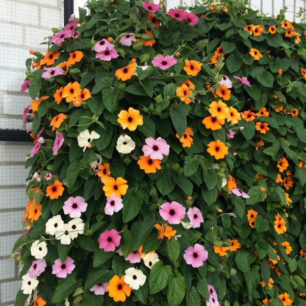 Тунбергия Крылатая