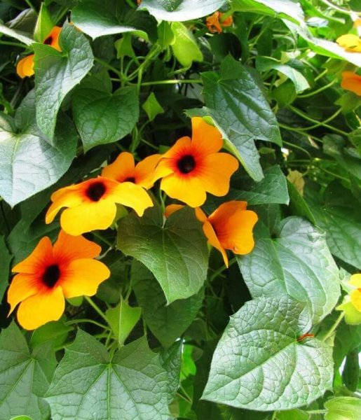 Лиана тунбергия Крылатая