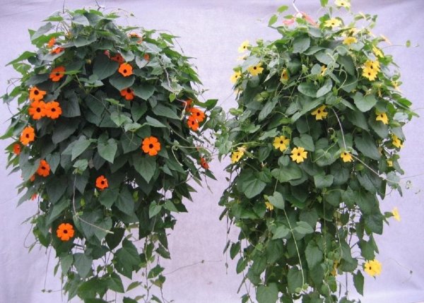 Тунбергия Лиана