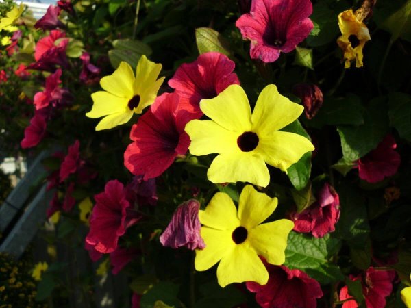 Тунбергия оранжевая