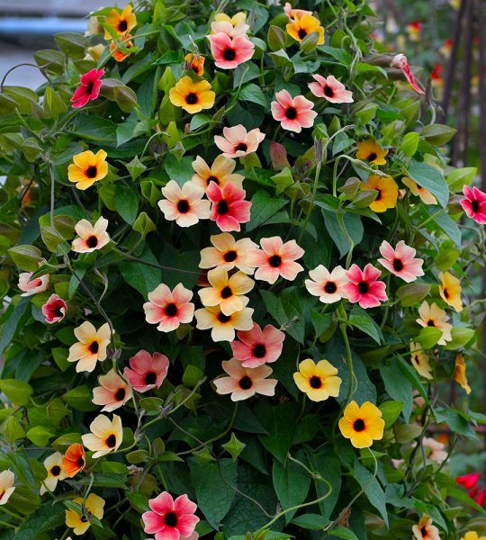 Тунбергия Сьюзи оранж