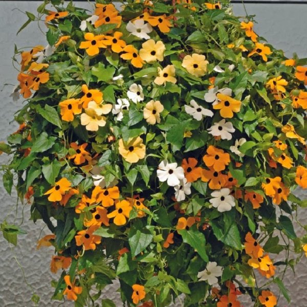 Тунбергия Сьюзи Крылатая