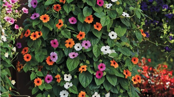 Лиана тунбергия Крылатая