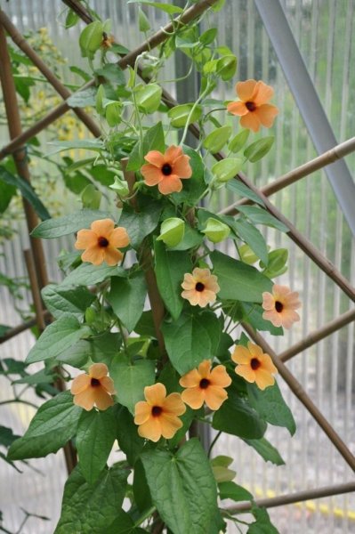 Тунбергия ампельная