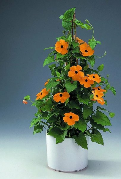 Тунбергия Сьюзи Крылатая