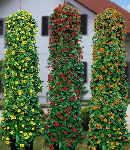 Цветок тунбергия