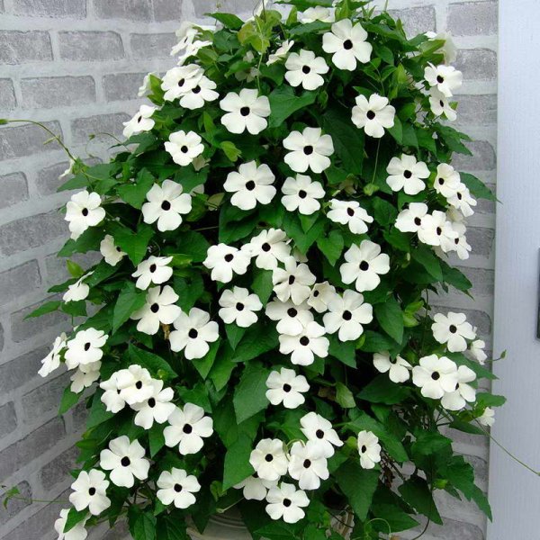 Тунбергия Грегори