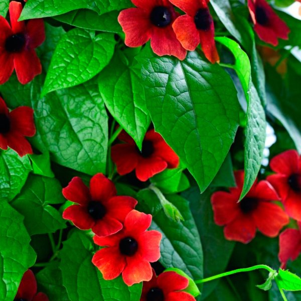 Тунбергия грандифлора