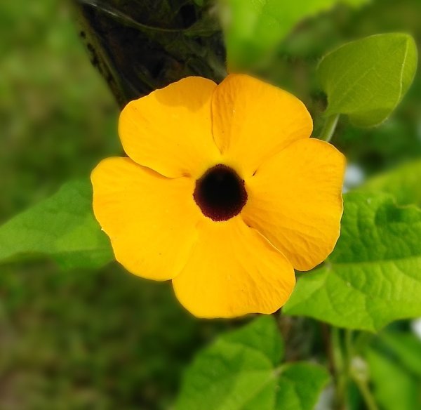 Тунбергия Сьюзи оранж