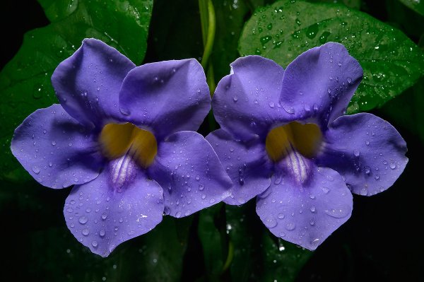 Тунбергия Июльская мозаика