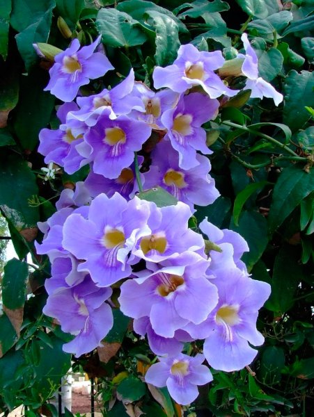 Тунбергия battiscombel