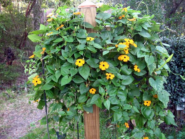 Тунбергия Баттискомба