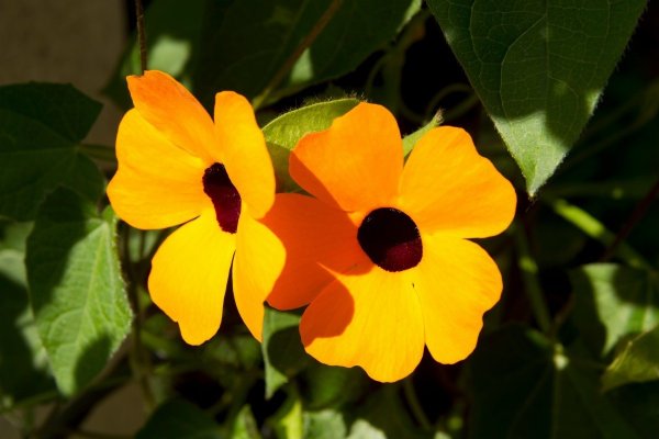 Цветок тунбергия алата