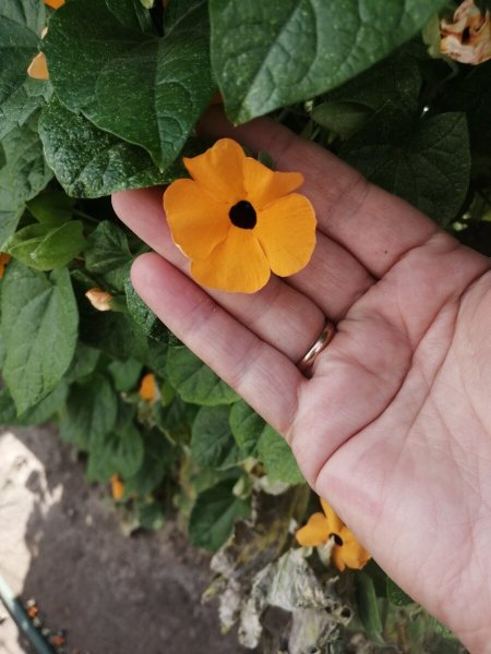 Тунбергия цветок Лиана