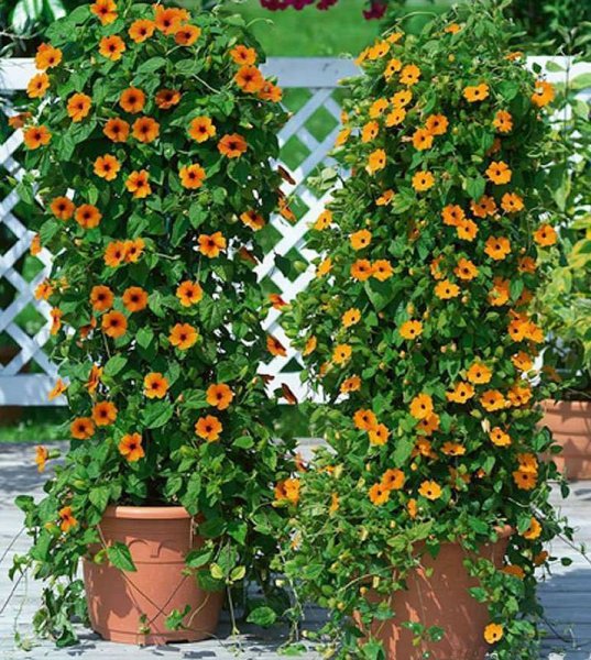 Тунбергия Крылатая