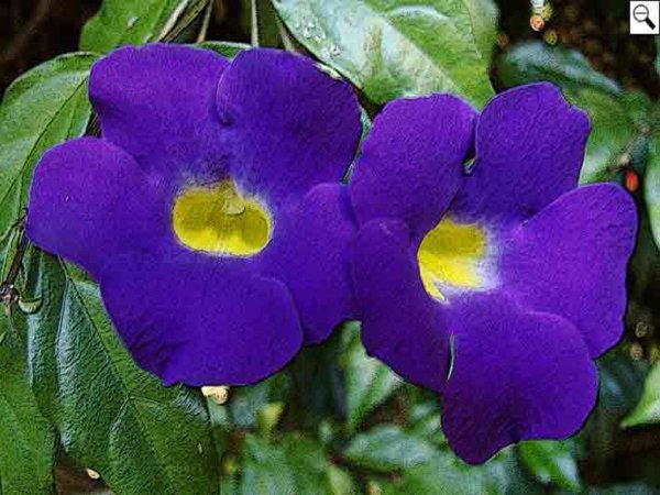 Тунбергия Восход солнца выращивание из семян