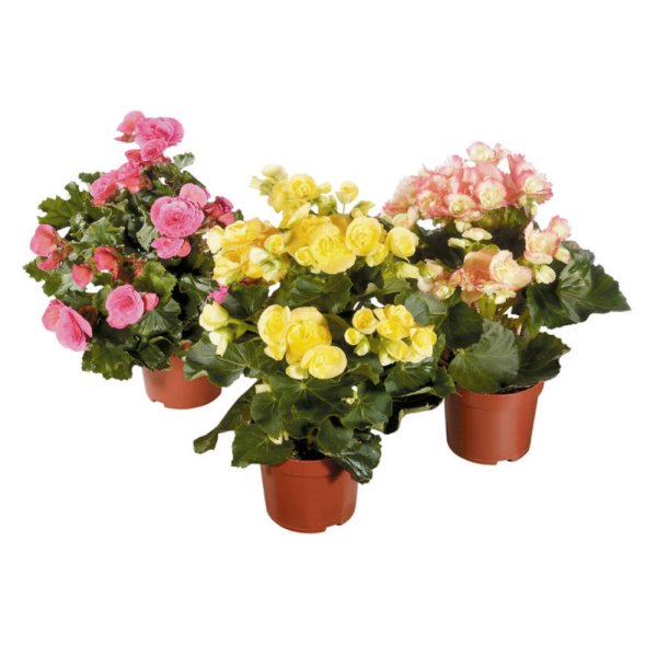 Бегония Элатиор микс