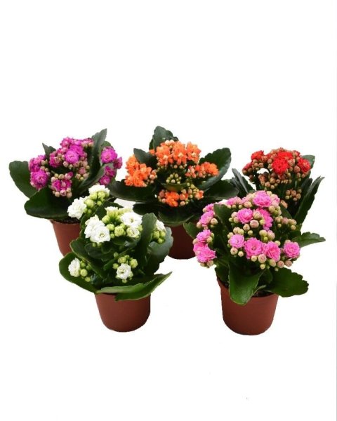 Каланхое «каландива» микс