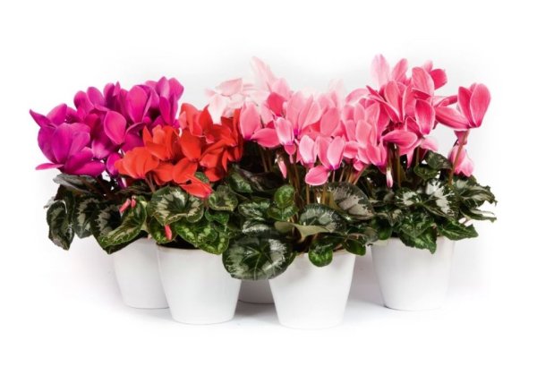 Цикламен комнатное растение