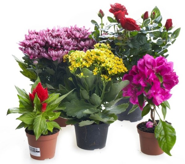 Цветы в горшках цветущие