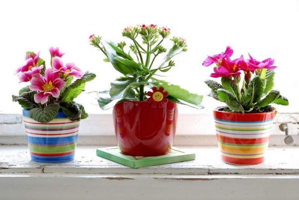 Мелкие домашние цветы