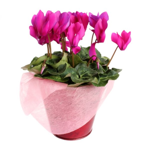 Цветочный горшок для цикламена