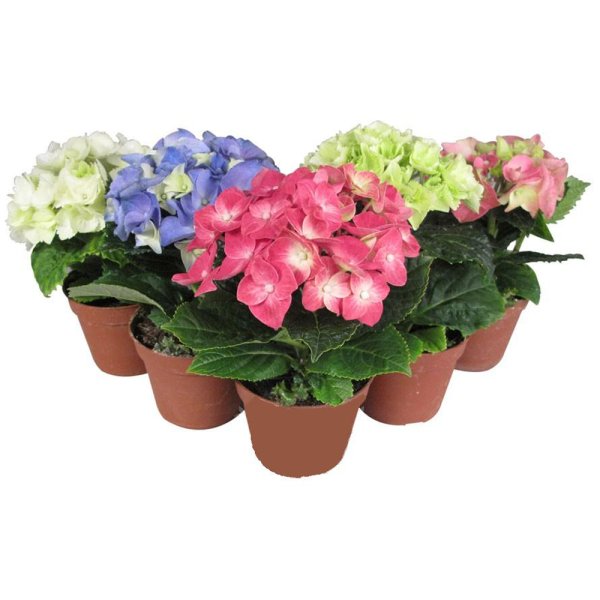 Гортензия микс d9