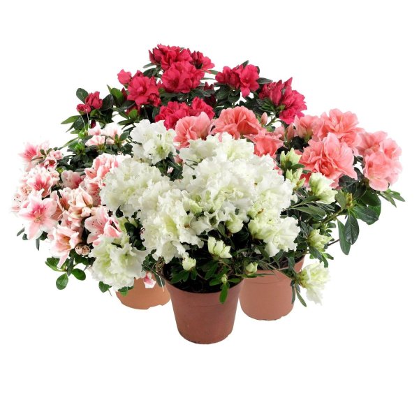 Азалия Индика микс