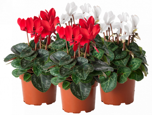 Цикламен микс (d-10,5,h-15)