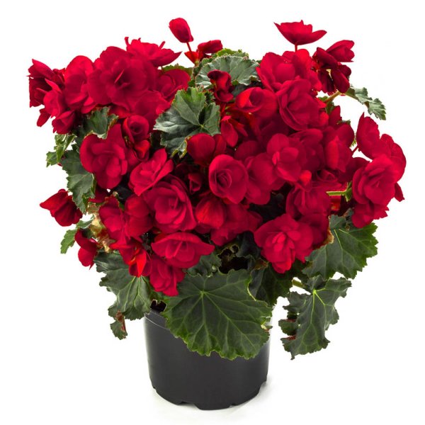 Цветок бегония Элатиор