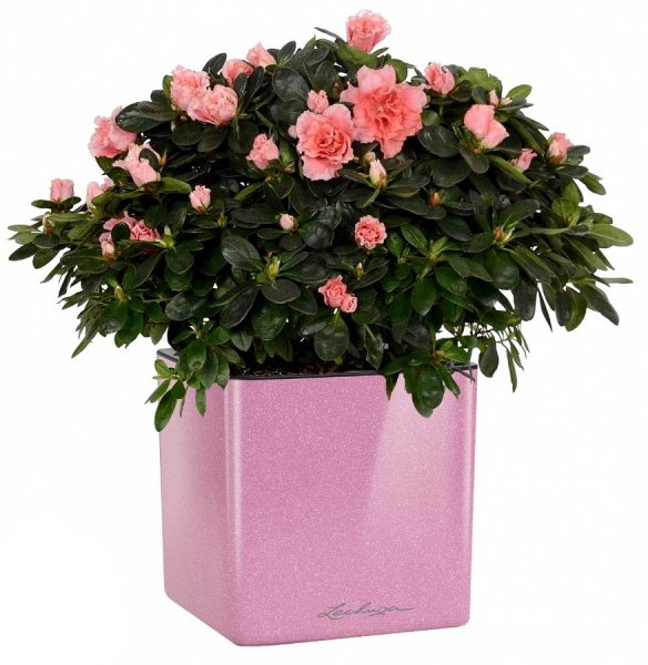 Азалия Индика