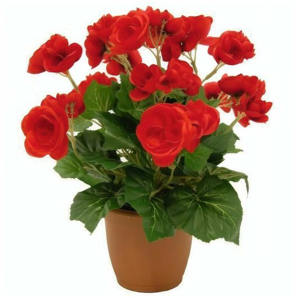 Цветок бегония