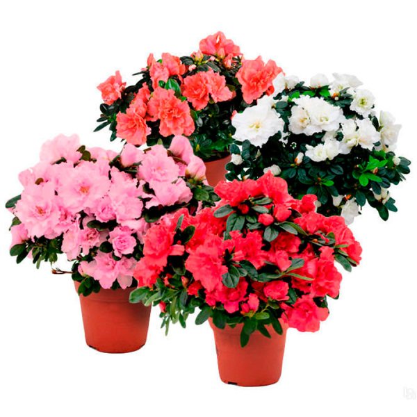 Азалия Индика биколор