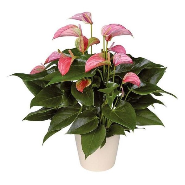 Антуриум Андрианум Джоли розовый