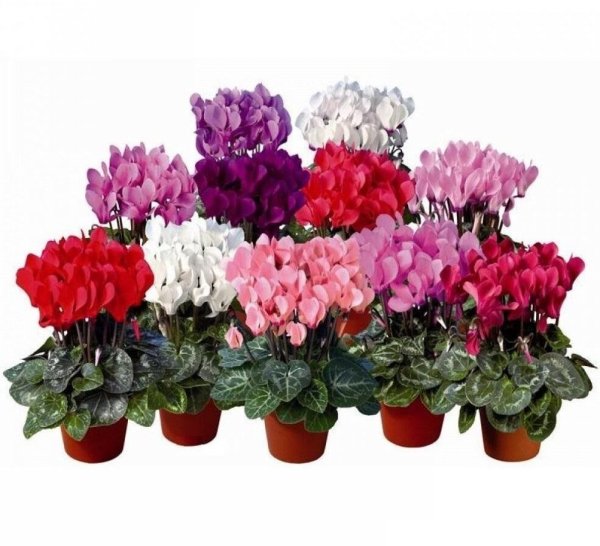 Цикламен микс д12